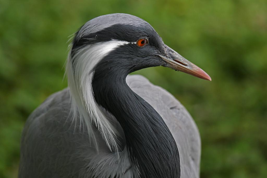 Zoo Schmiding 006.jpg